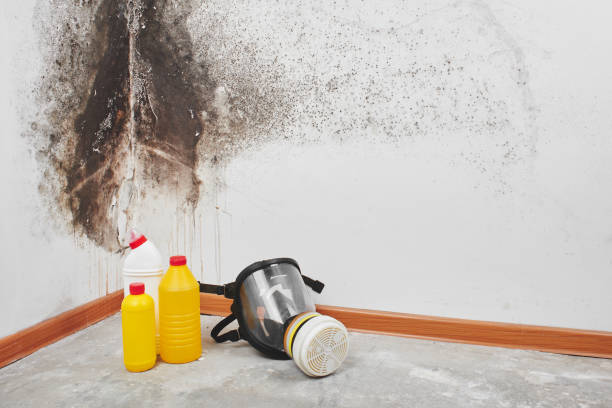 Best Mold Remediation Services  in Aristocrat Ranchettes, CO