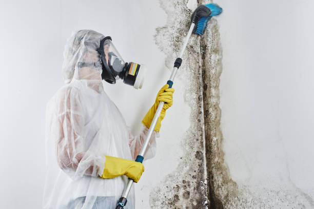 Best Crawl Space Mold Removal  in Aristocrat Ranchettes, CO