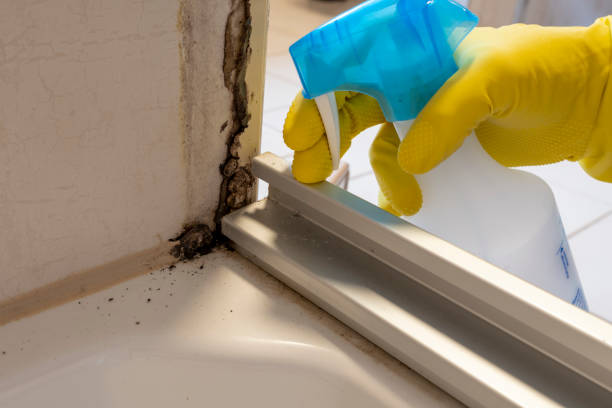 Best Toxic Mold Removal  in Aristocrat Ranchettes, CO
