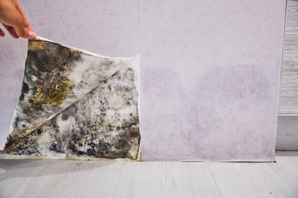 Best Emergency Mold Removal  in Aristocrat Ranchettes, CO